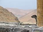 27930 Barbary Ground Squirrel on alert.jpg